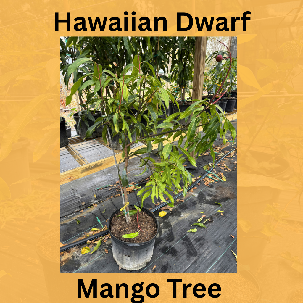 7 Gallon: Hawaiian Dwarf Mango Tree