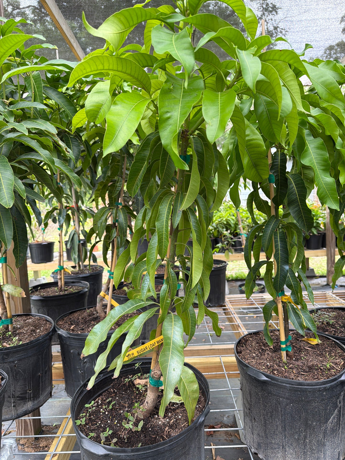 7 gallon: Sugar Loaf Mango Tree