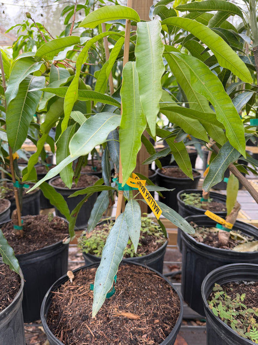 Mallika Mango Tree