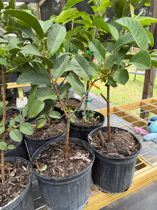 White Thailand Guava
