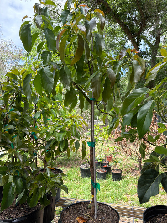7 Gallon: Choquette Avocado Tree