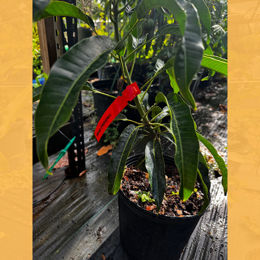 Alphonso Mango Tree