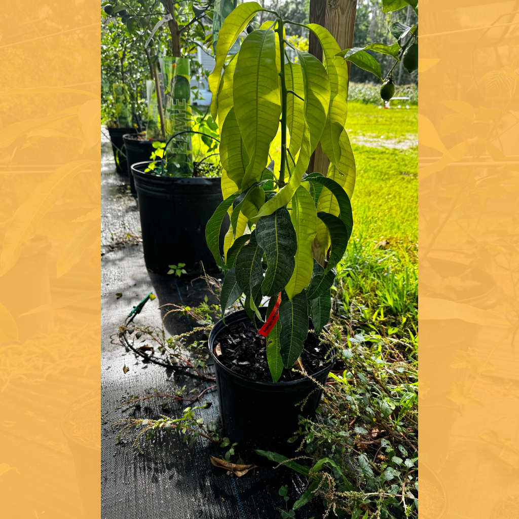 Angie Mango Tree Semi-Dwarf