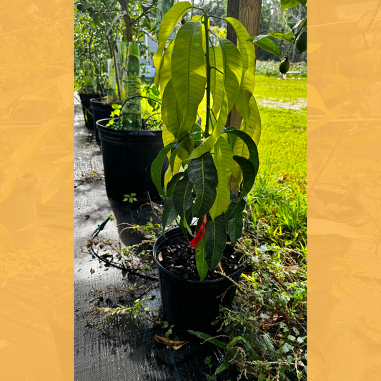 Angie Mango Tree Semi-Dwarf