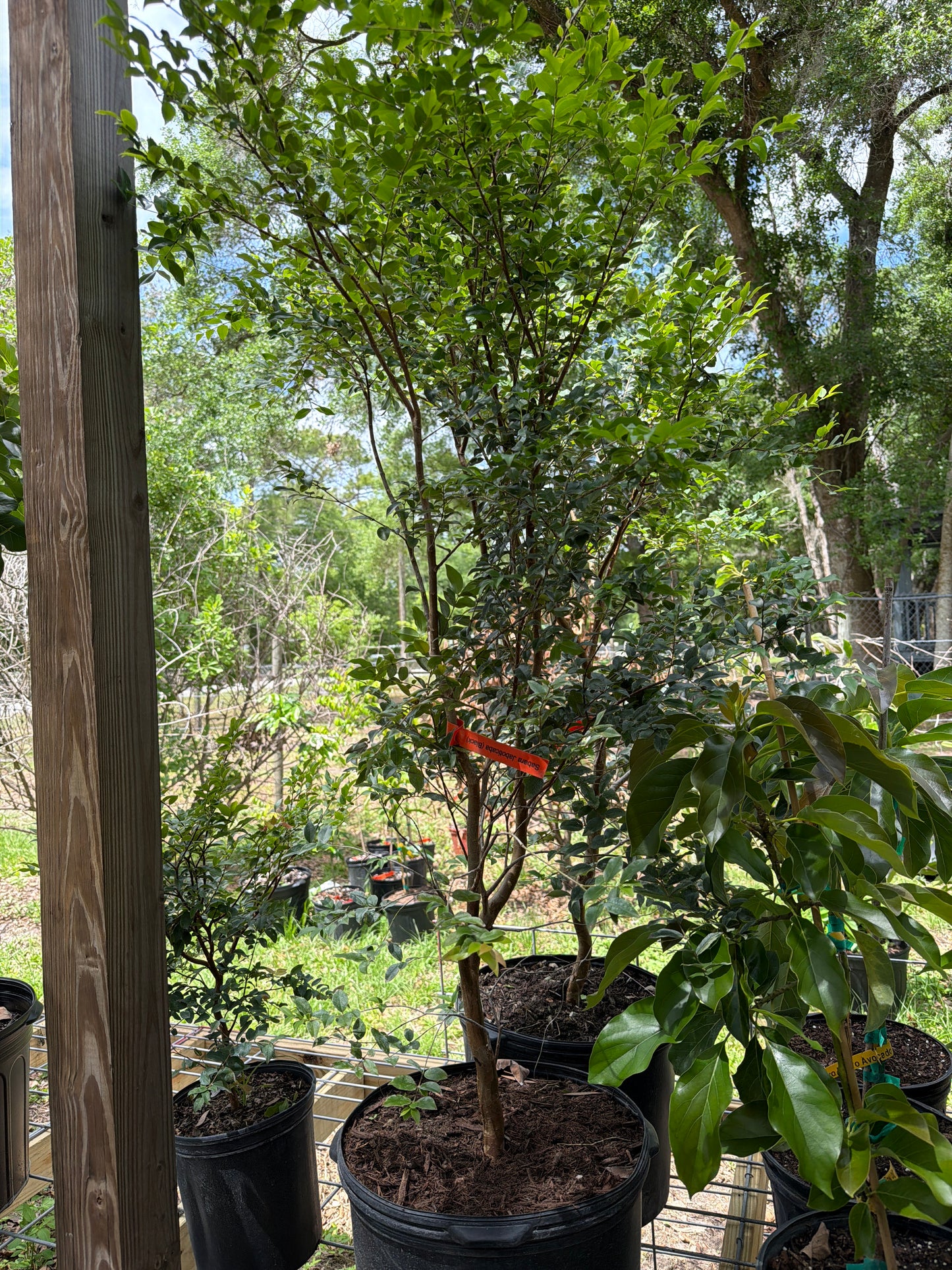 7 gallon: Jaboticaba Tree