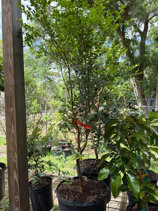 7 gallon: Jaboticaba Tree