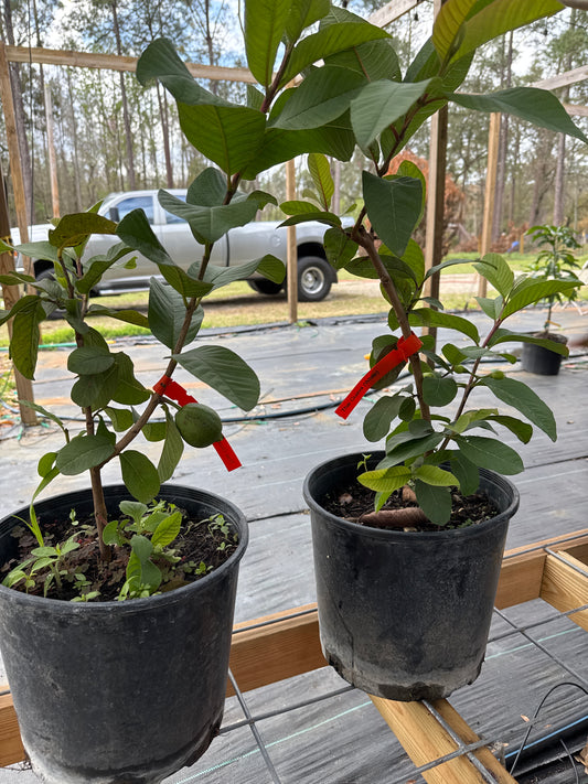 Guava Thai White Guayaba