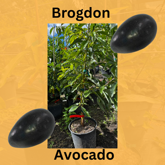 Brogdon Negro Avocado