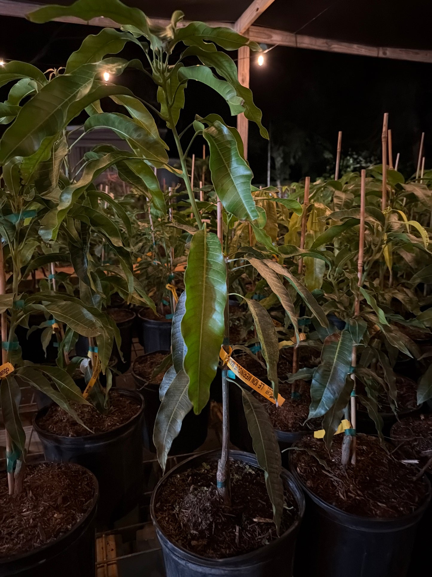 Lemon Meringue Mango Tree