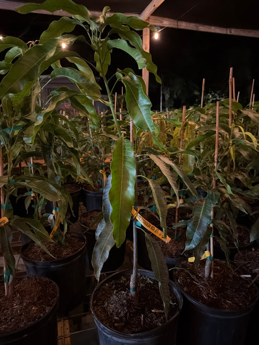 Lemon Meringue Mango Tree