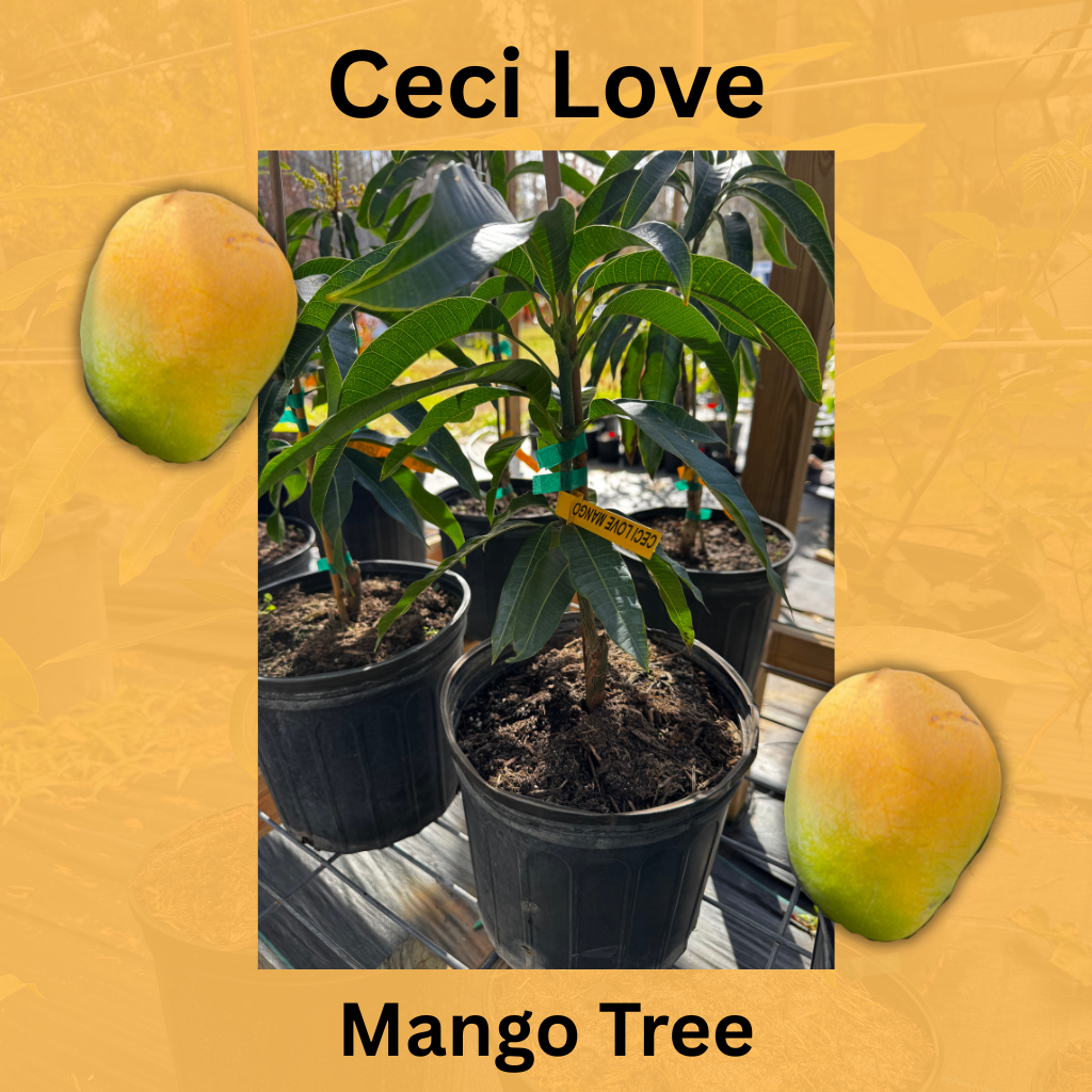 Ceci Love Dwarf Mango Tree