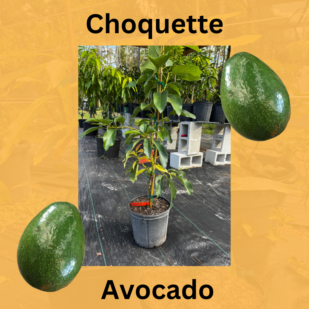 Choquette Avocado