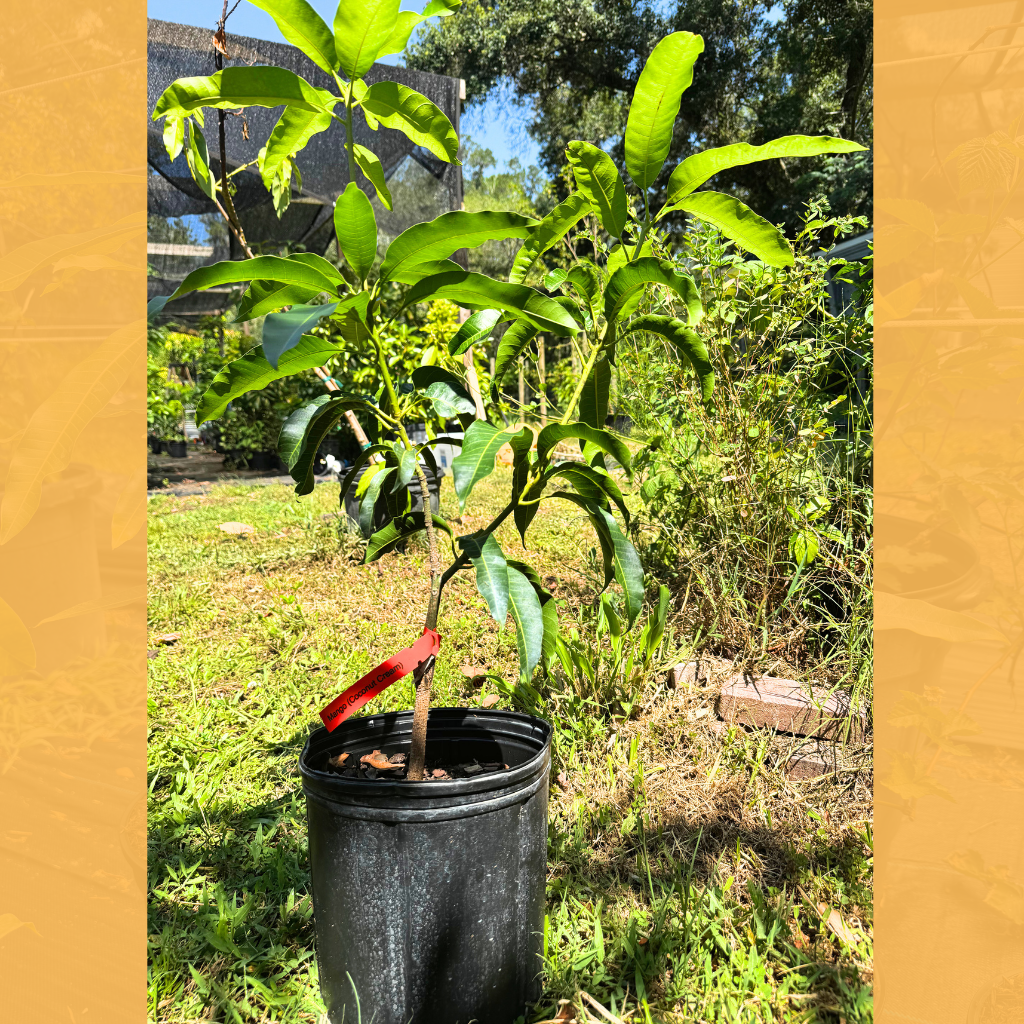 Coconut Cream Mango Tree