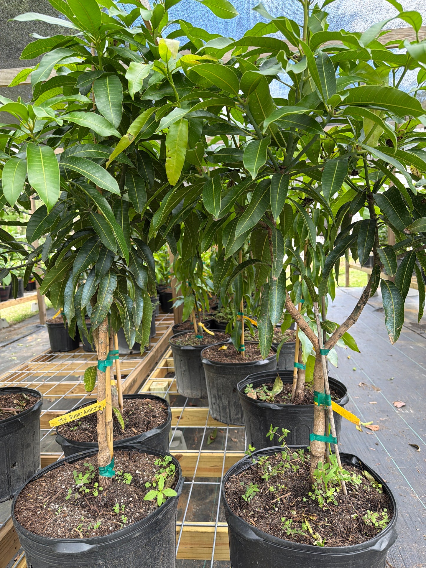 7 Gallon Super Alphonso Mango Tree