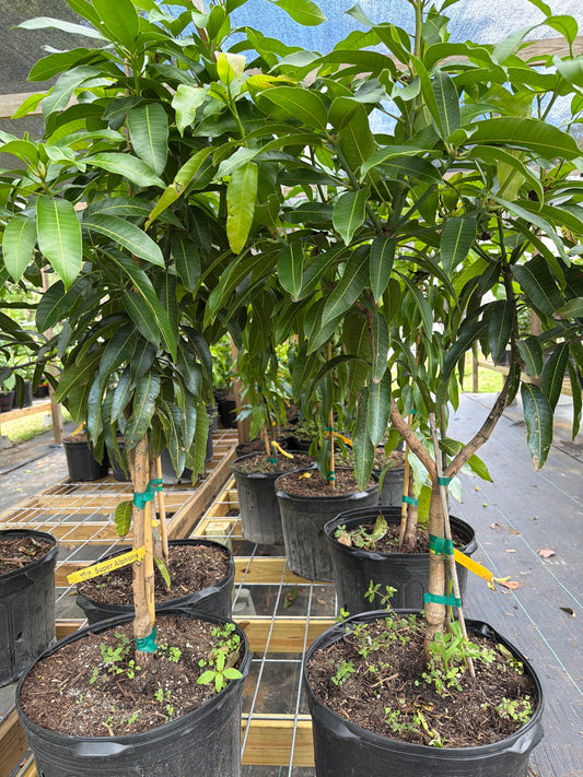 7 Gallon Super Alphonso Mango Tree