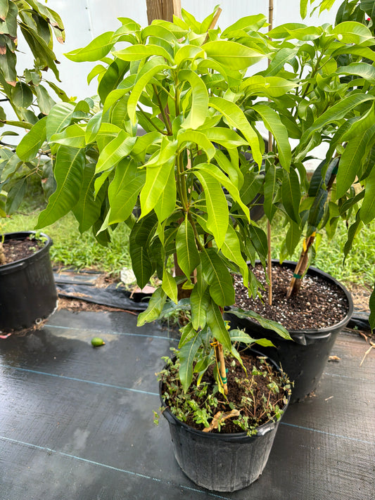 7 gallon Juliette Mango tree