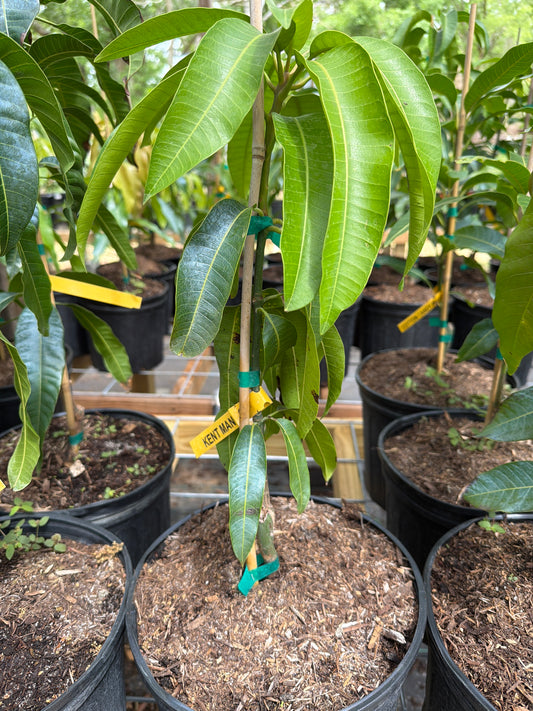 Kent Mango Tree