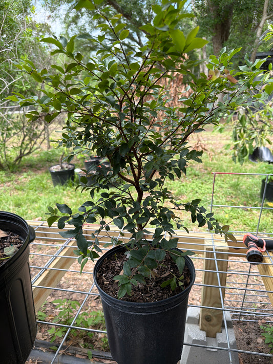 Jaboticaba Tree