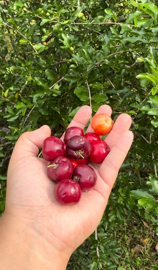 Barbados Cherry Tree