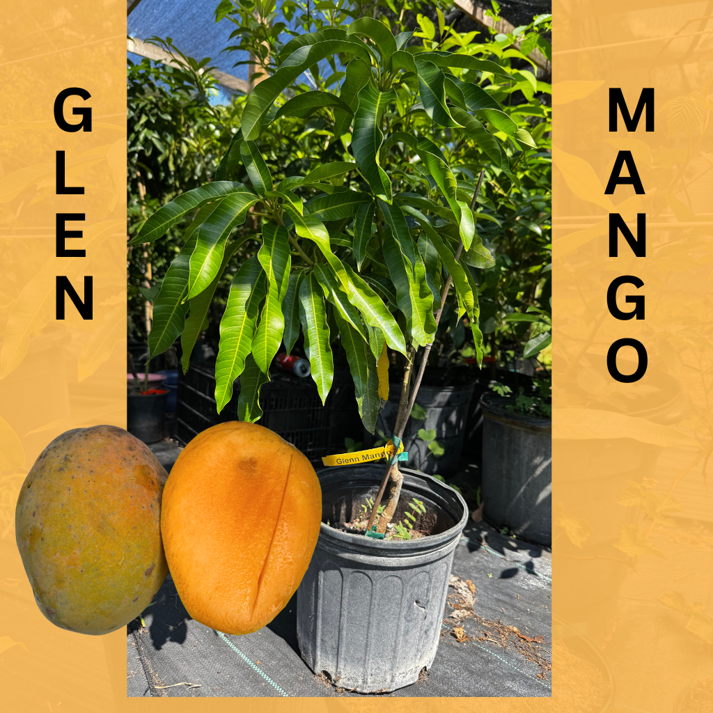 Glenn Mango Tree
