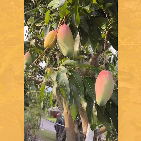 Valencia Pride Mango Tree