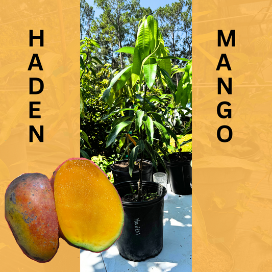 Haden Mango Tree (Old School Mango)