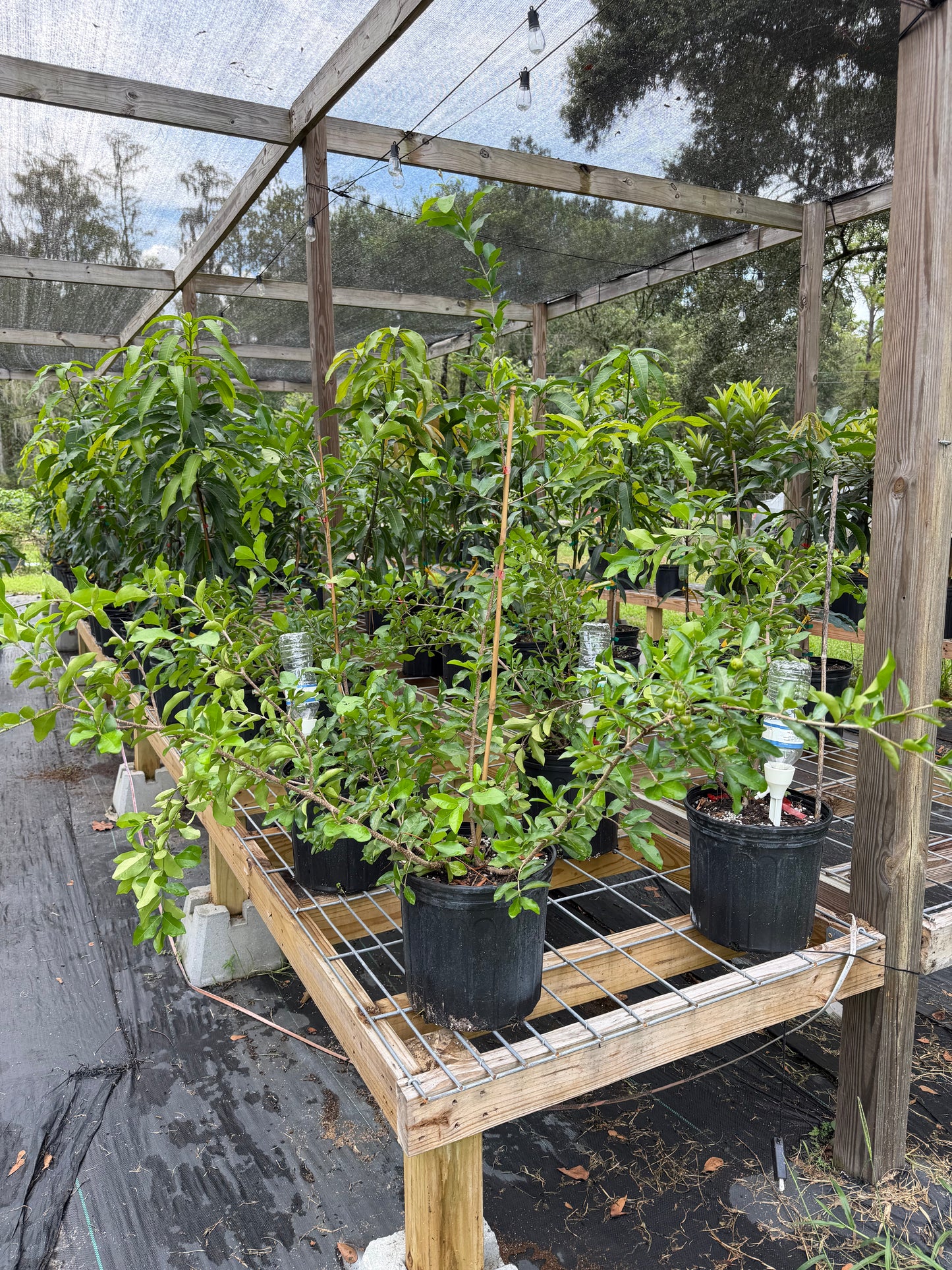 Barbados Cherry Tree