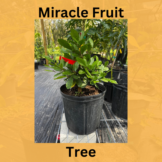 Miracle Fruit Tree
