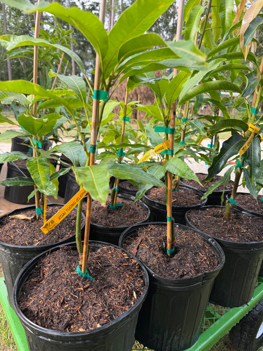 XOAI TUOUNG (Elephant Mango)