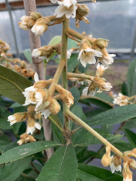 7 Gallon Loquat