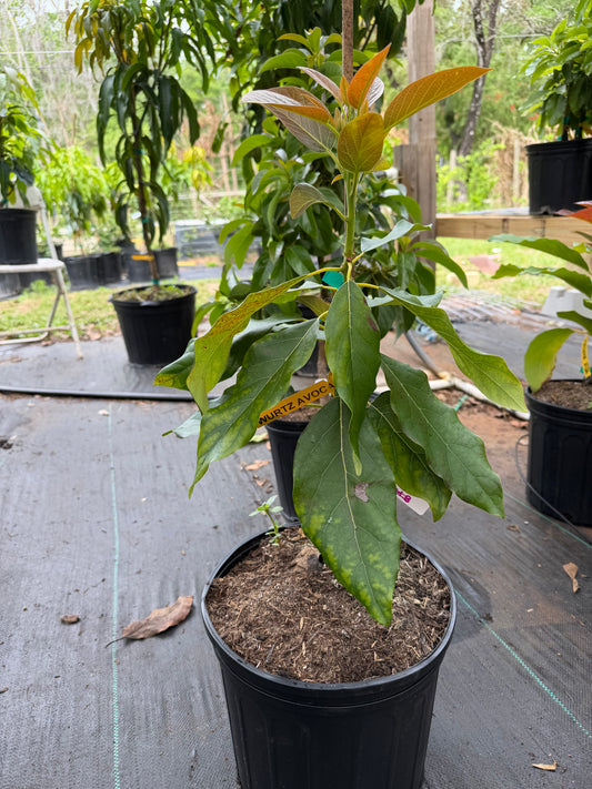 Wurtz Avocado Tree