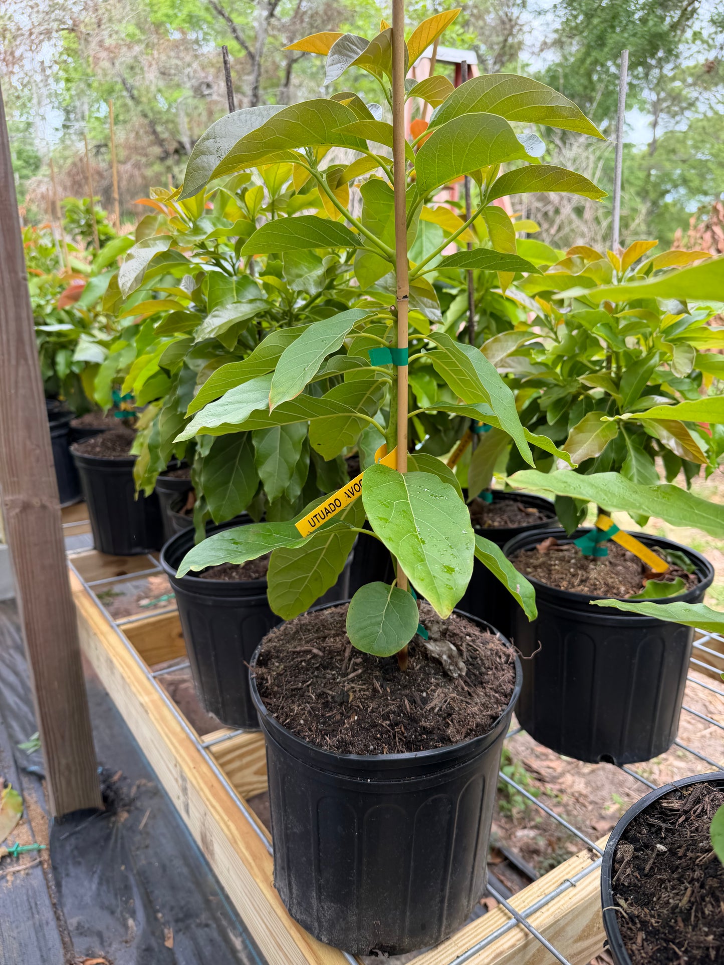 Utuado Avocado Tree