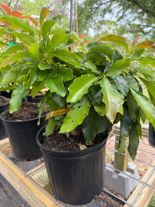 Maria Black Avocado