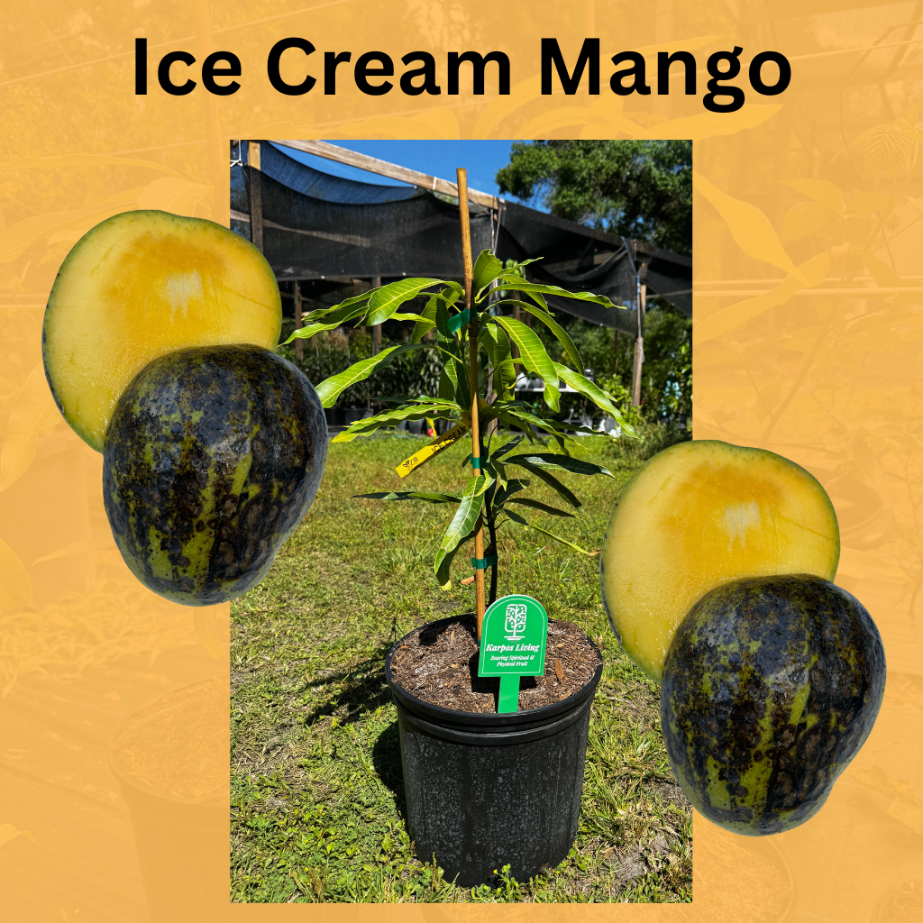 Ice Cream Dwarf Mango Tree