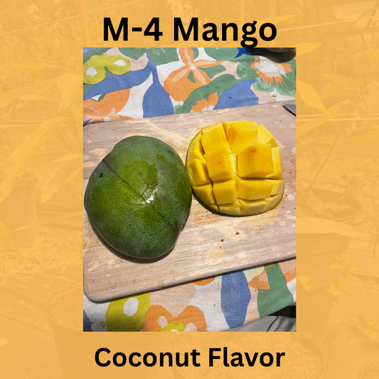 M4 Coconut Flavor Mango Tree
