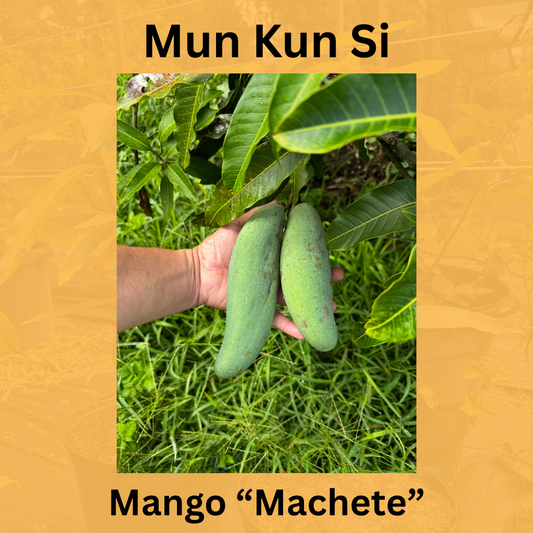 Mun Kun Si Mango Tee (7 Gallon) "Mango Machete"
