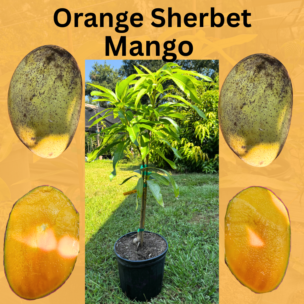 Orange Sherbet Mango Tree