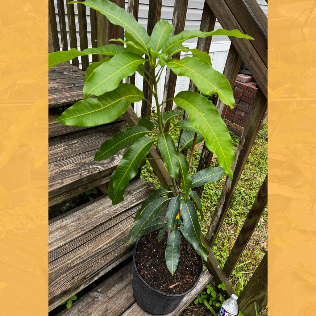 Phillipine Mango Tree