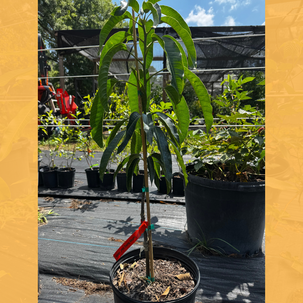 Pim Seng Mun Mango Tree