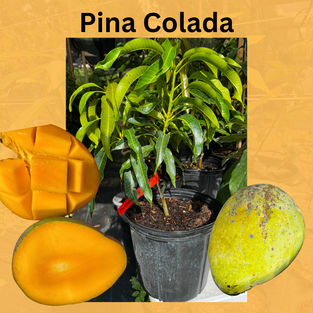 Pina Colada Mango Tree – Karpos Living