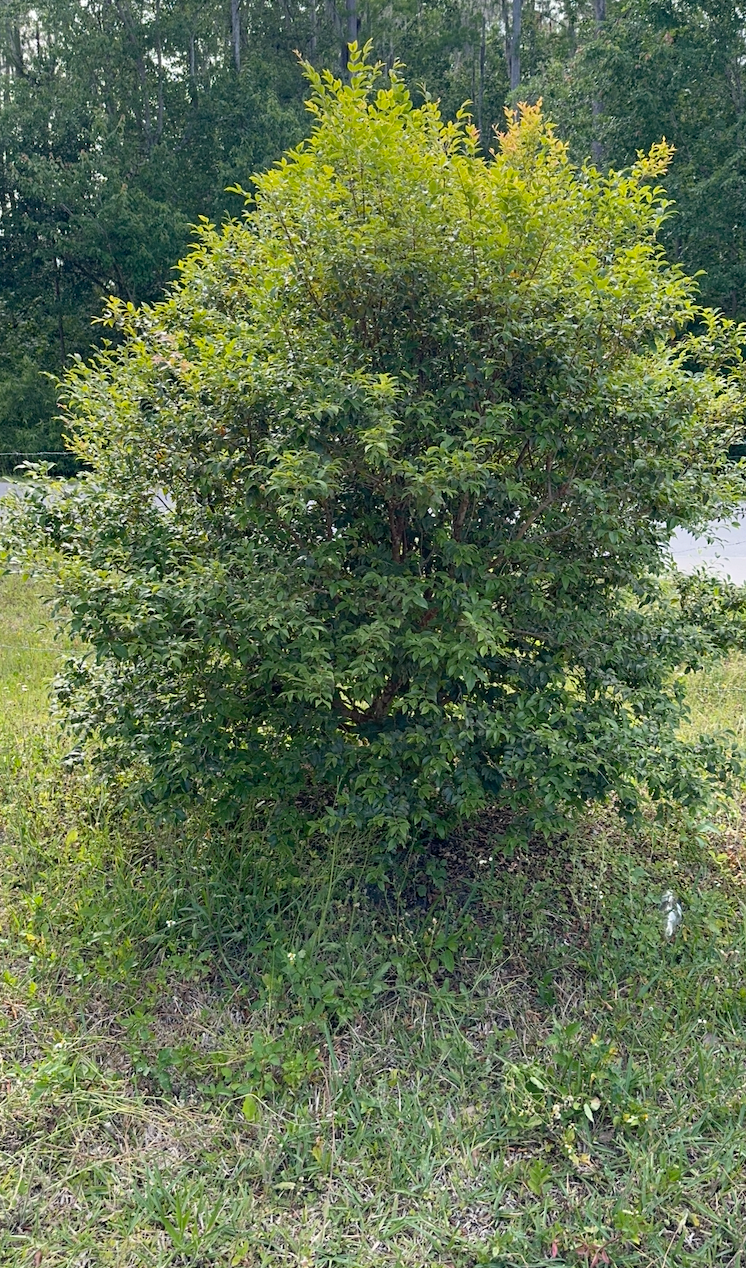 7 gallon: Jaboticaba Tree