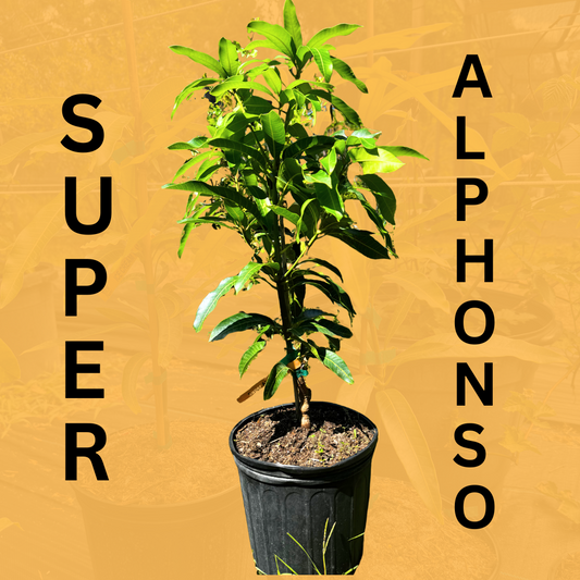Super Alphonso Mango Tree