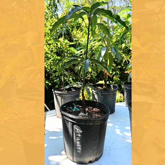 Ataulfo Mango Tree