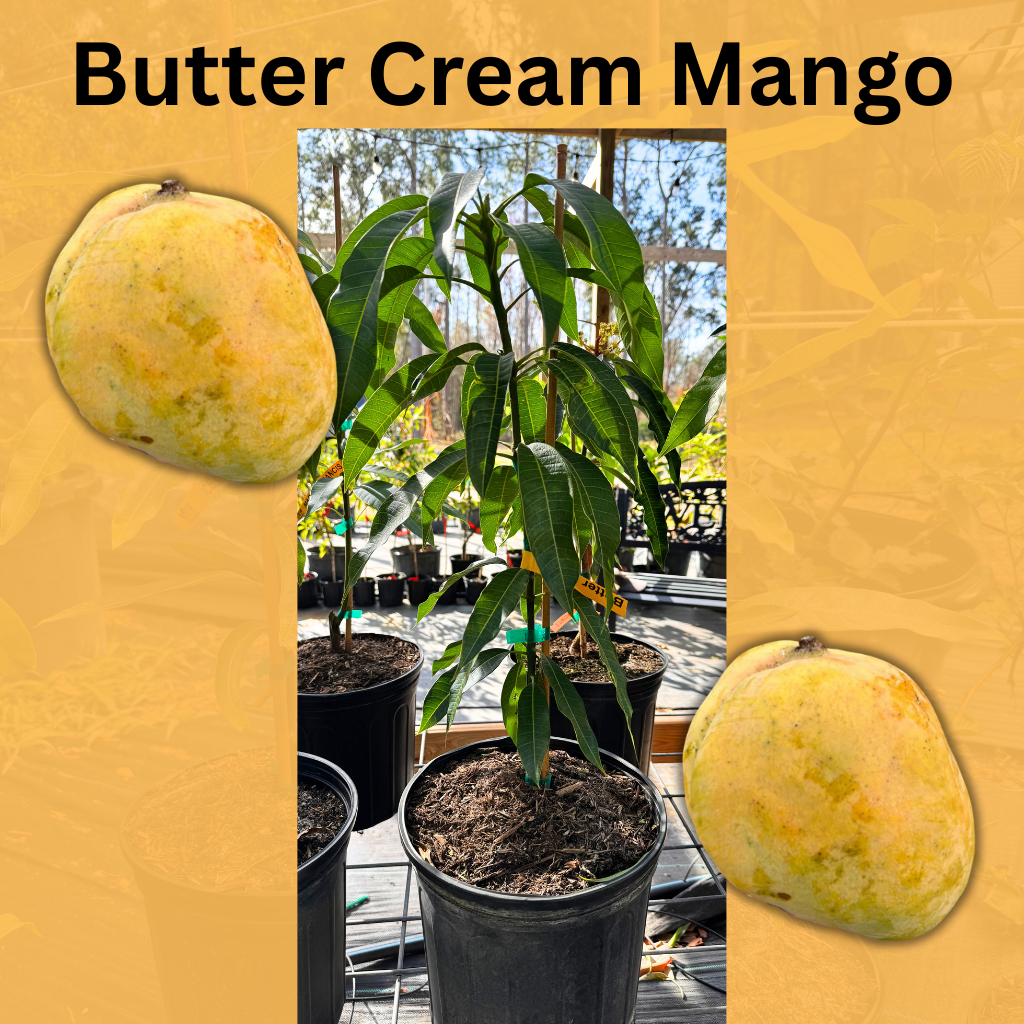 Buttercream Mango Tree Semi- Dwarf