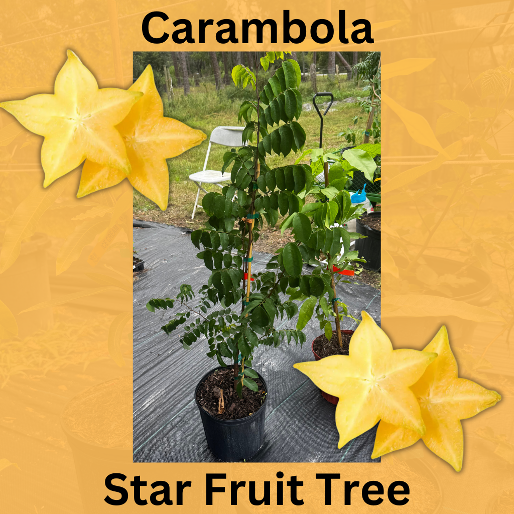 7 gallon Carambola (Star Fruit) Tree