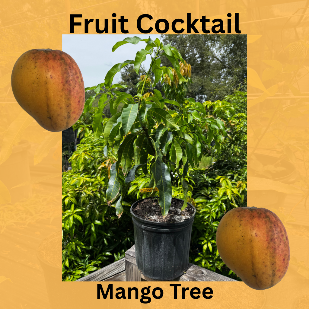 (7 Gallon) Fruit Cocktail Mango Tree Semi-Dwarf