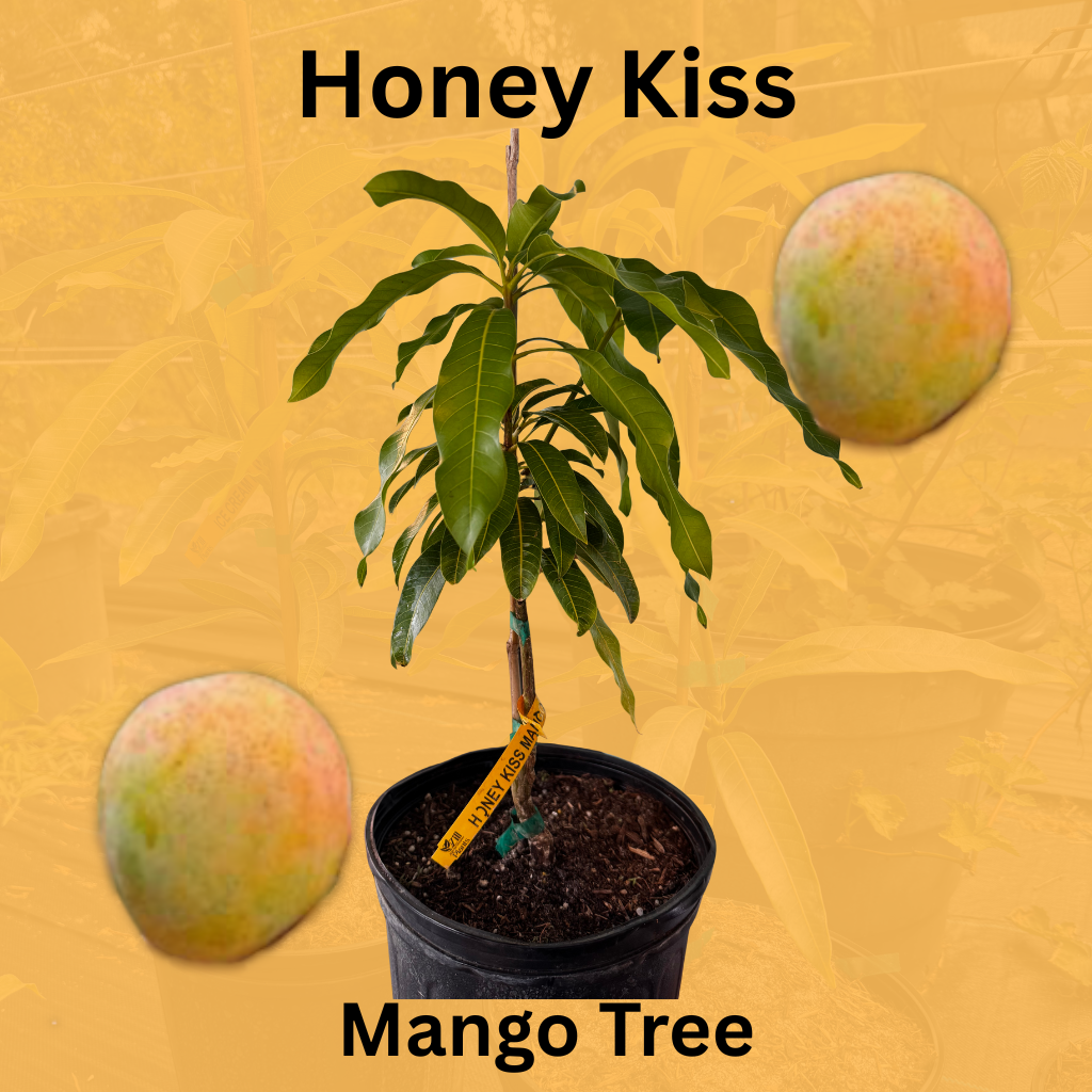 Honey Kiss Compact Mango Tree