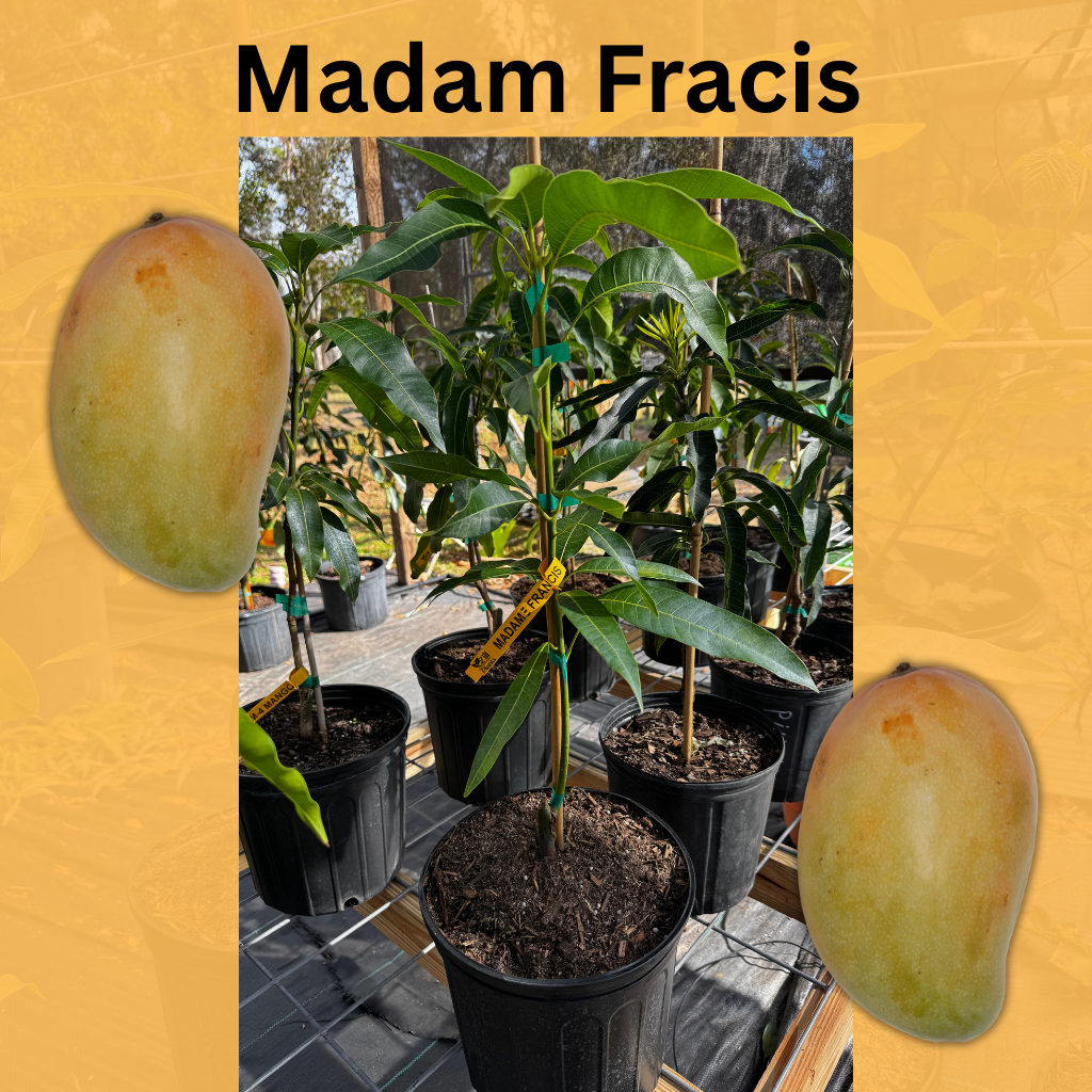 Madam Francis Mango Tree