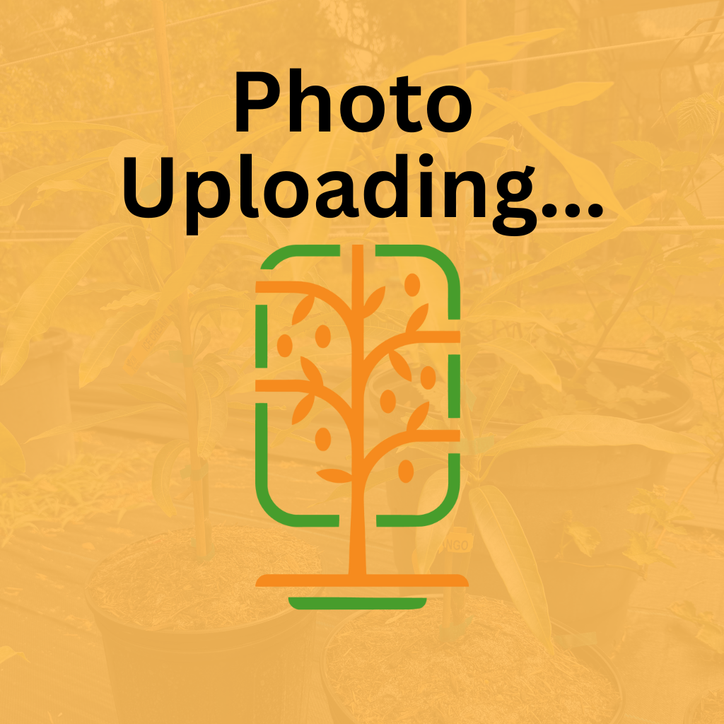 7 Gallon: Super Hass Avocado (Oh La La)