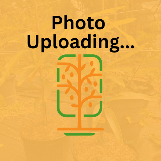 7 Gallon Fruit Punch Mango Tree